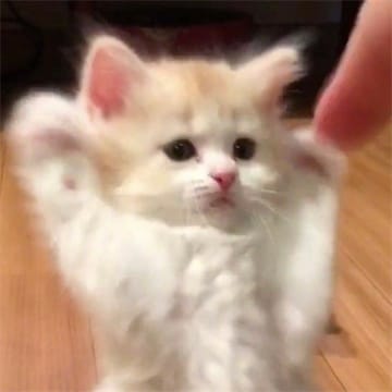 Avatar do jogador Carlos